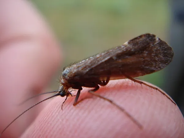 User submitted picture: Caddis .. sorry Sedge Fly...