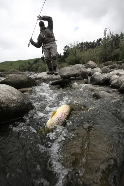 User submitted picture: Catch a Brown