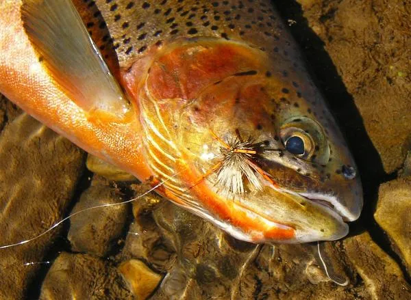 User submitted picture: Westslope cutthroat with ...