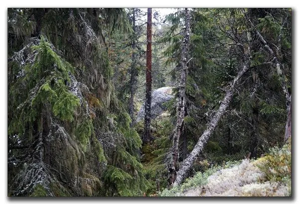 User submitted picture: Norwegian Forest