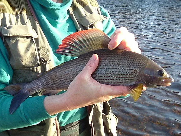 User submitted picture: here is a picture of a  g...