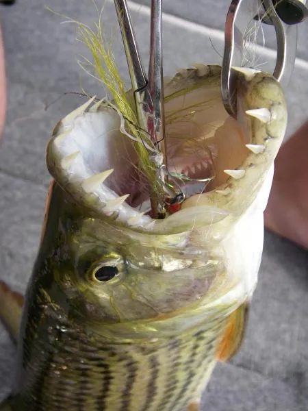 User submitted picture: Fly destroyer