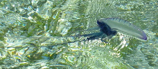 User submitted picture: Portuguese Man O' War
A...