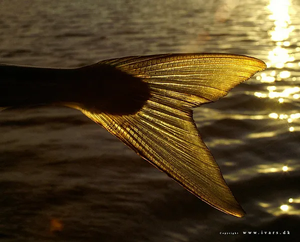 User submitted picture: Needle fish tail. 24 mm K...