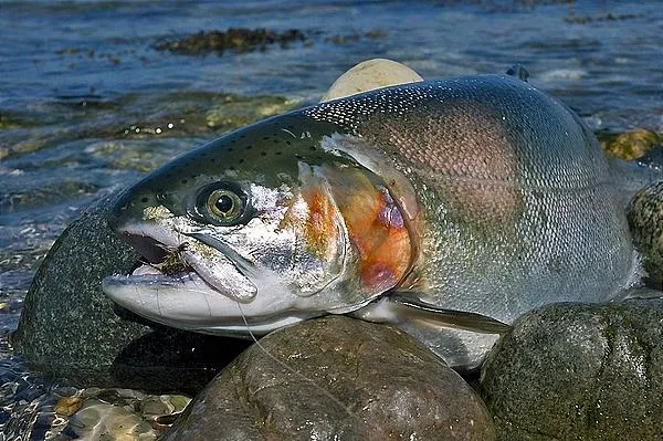 User submitted picture: 7 pounds af rainbow from ...