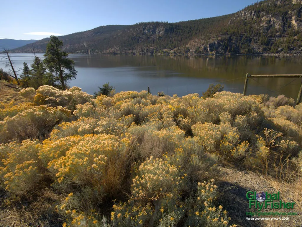 Computer screen wallpaper: Sage brushes along a lake shore in BC