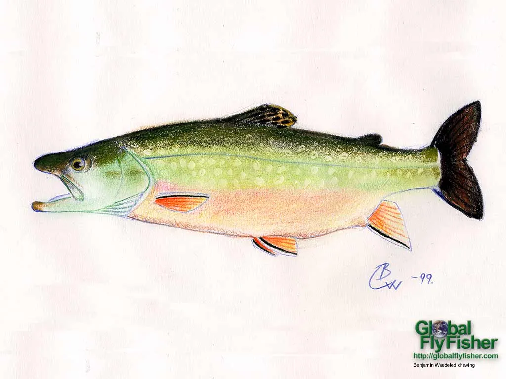 Computer screen wallpaper: Brook trout.